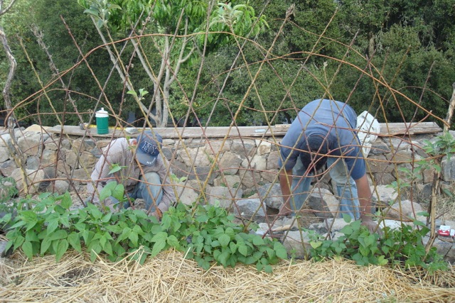 originally they trees were just tree prunings stuck in the ground for a bean trellis which rooted and grew.