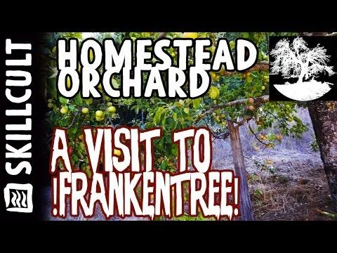 Amazing, 1 Tree, 85 Kinds of Apples Fruiting from 150 grafts! A Visit to !Frankentree!