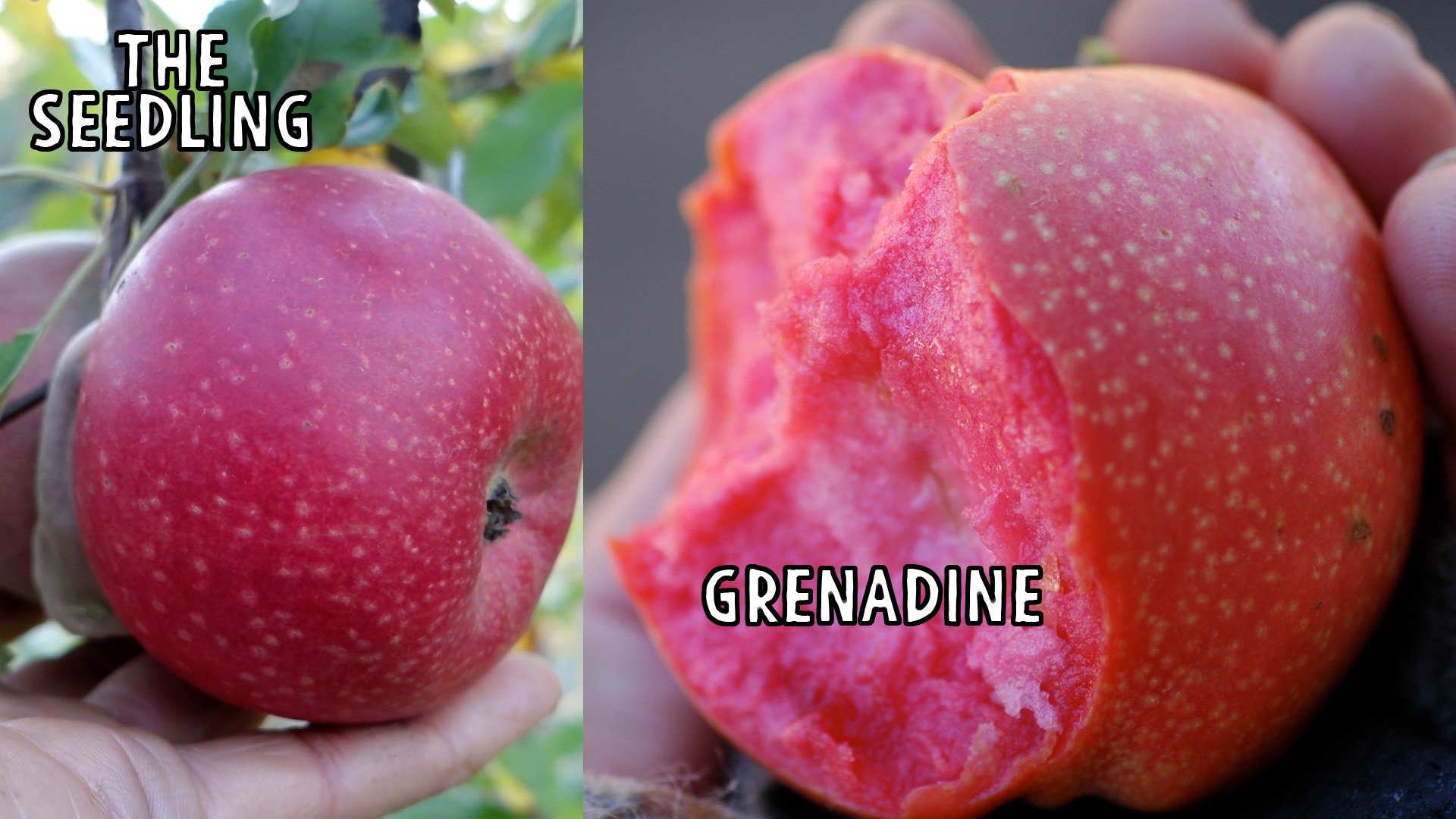 There is more than a passing resemblance between this seedling and it's seed parent grenadine.