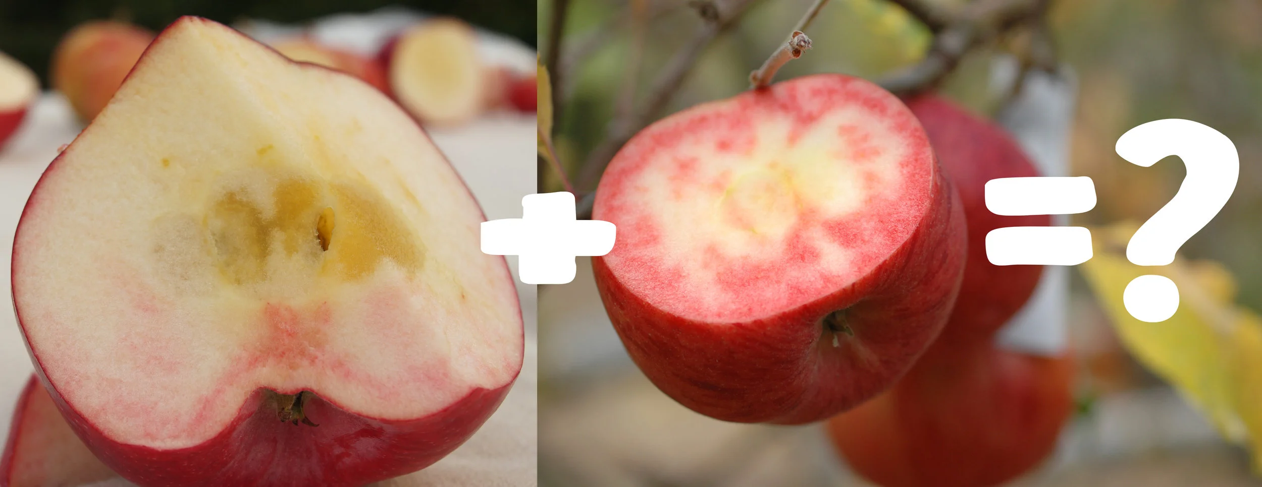 William's Pride x Pink Parfait ? Could these two excellent eaters yield a redder apple that retains the fine qualities of it's parents? Or will reinforcing the red genes reinforce less desirable traits lurking in their genes at the same time? I'm going to find out.