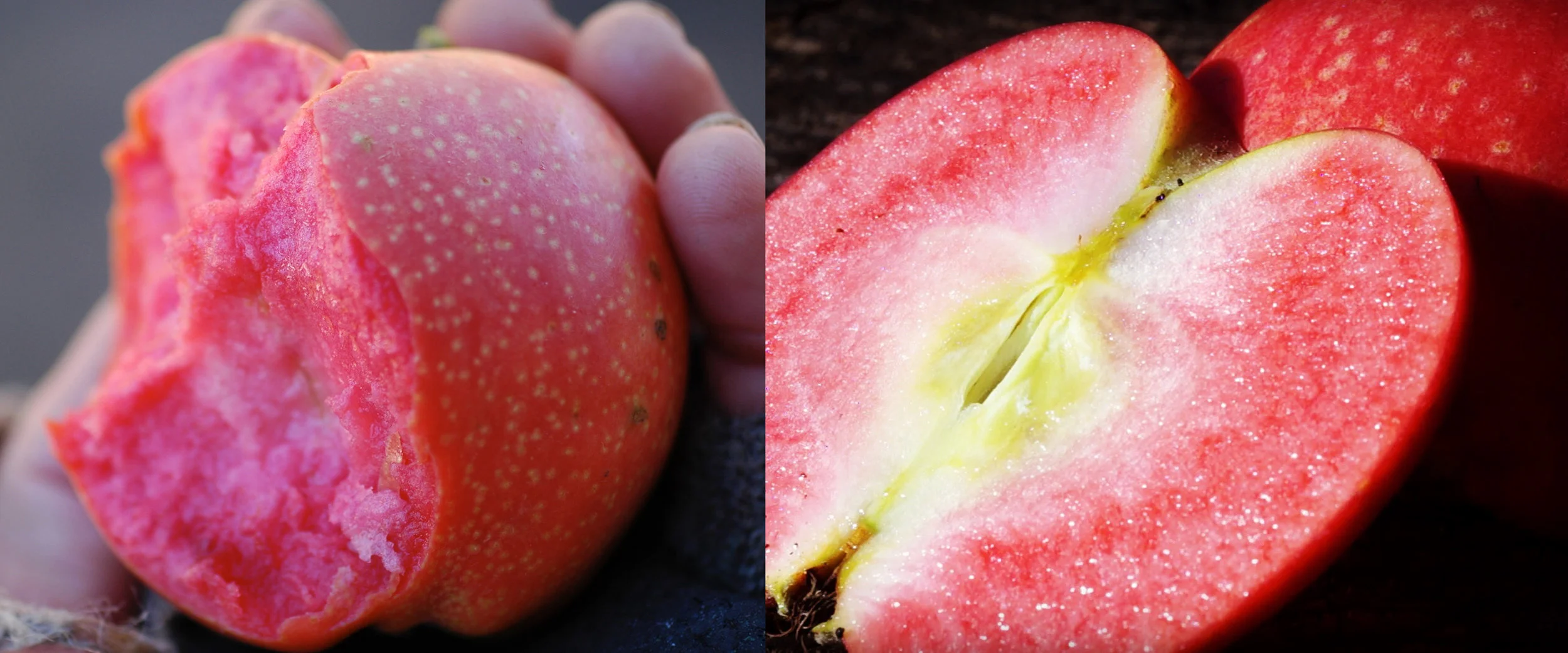 Grenadine left, with a grenadine seedling, right, that fruited last year and which very much resembles it's parent. While it will not be the amazing dessert apple I'm hoping to get eventually, it won't surprise me if it's an improvement on the problematic grenadine. More importantly, the excellent grenadine flavor is present in force and that is the reason I used Grenadine as a parent in the first place.