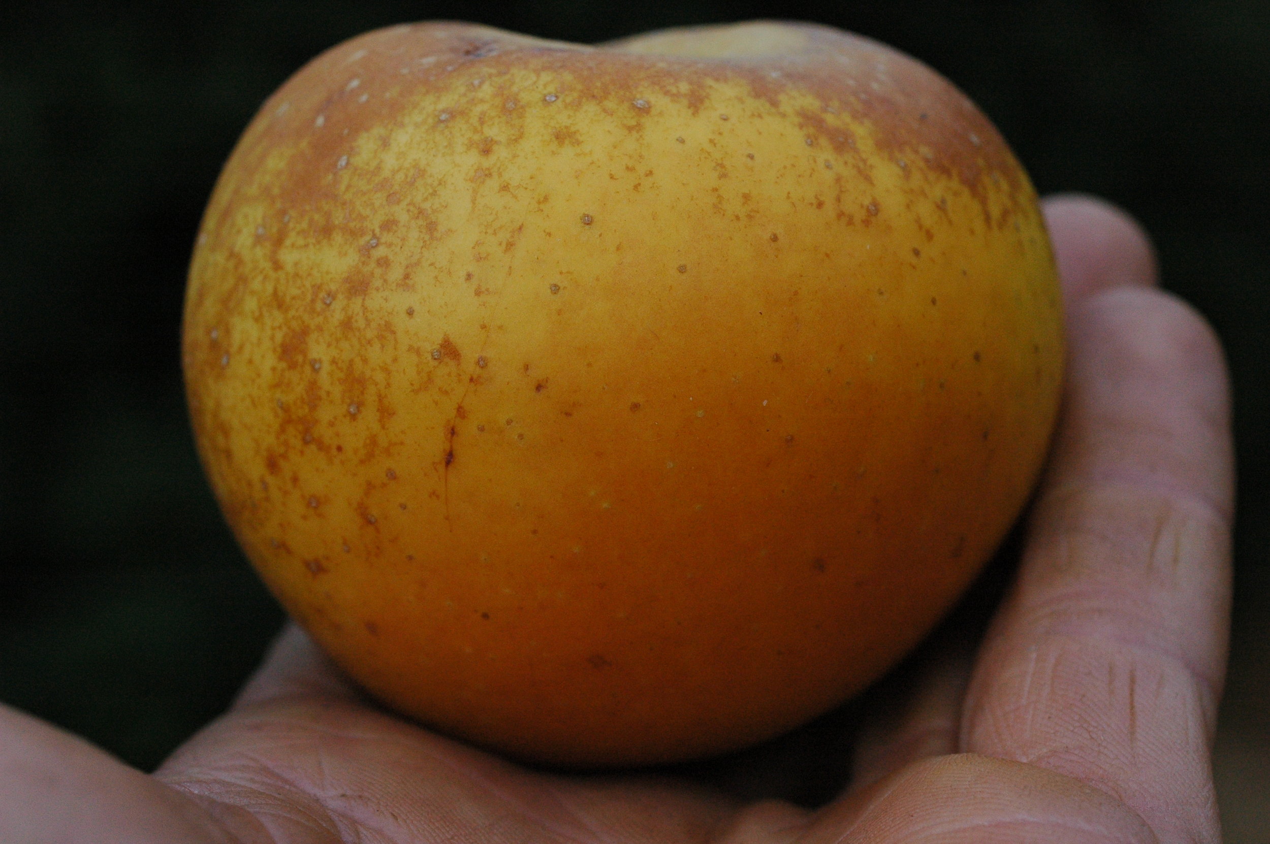 A more attractive russet, probably Egremont's Russet. It's easy to learn to appreciate the rustic, antiqued beauty of some russets once you taste them. One bite of an excellent russet will put a big dent in the facade built up thru decades of glossy, polished apple marketing.