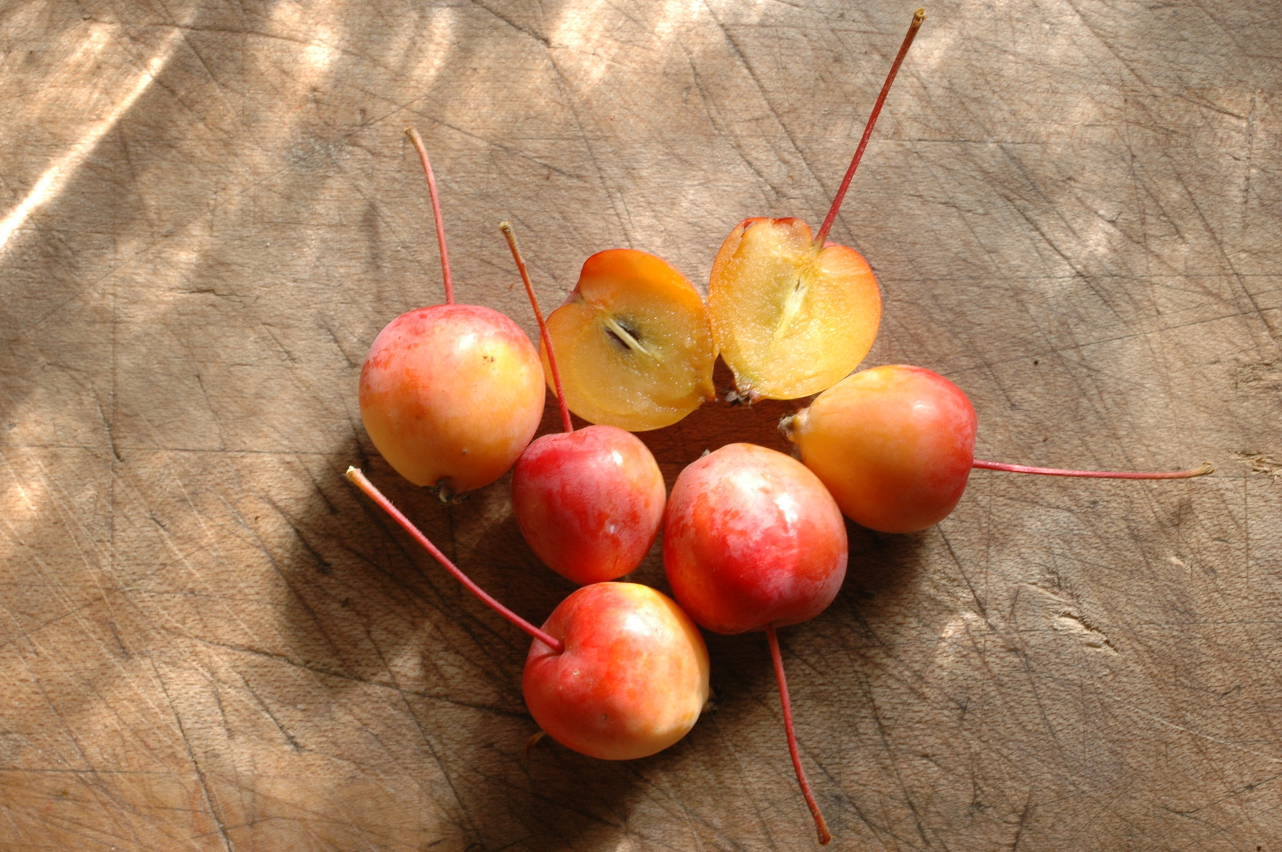 The apple I acquired from my friend Becca and refer to as Becca's Crab. About the size of a cherry, crisp, juicy and tasty, if a bit tannic.
