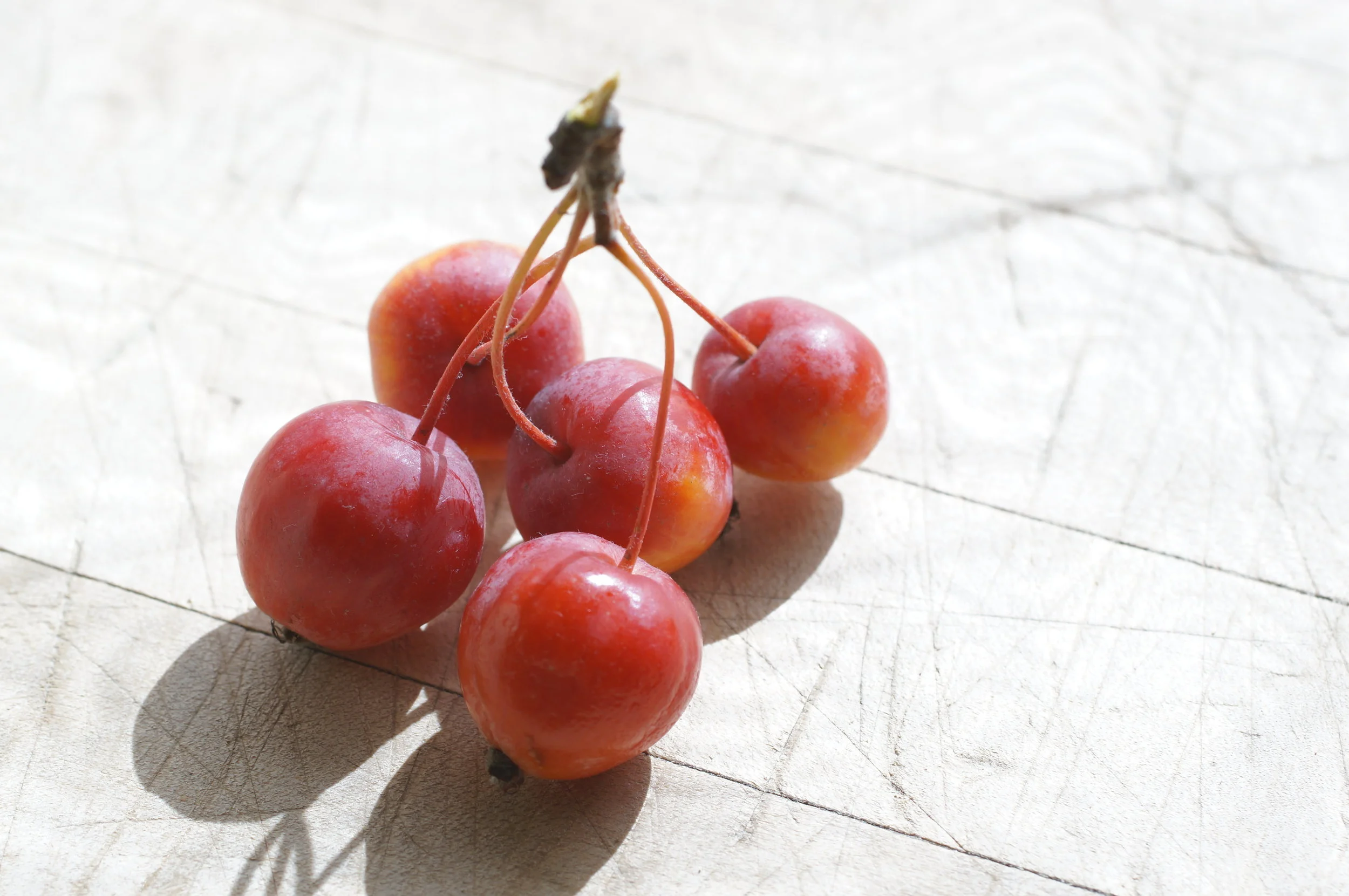 The beautiful cherry-like clusters of Becca's Crab inspired the concept of a "cherry apple". I've got apples with all the characteristics I'd want in my cherry apple, but getting them all together in one variety could take many crosses and crosses of crosses and crosses of crosses of crosses, if it's possible at all.