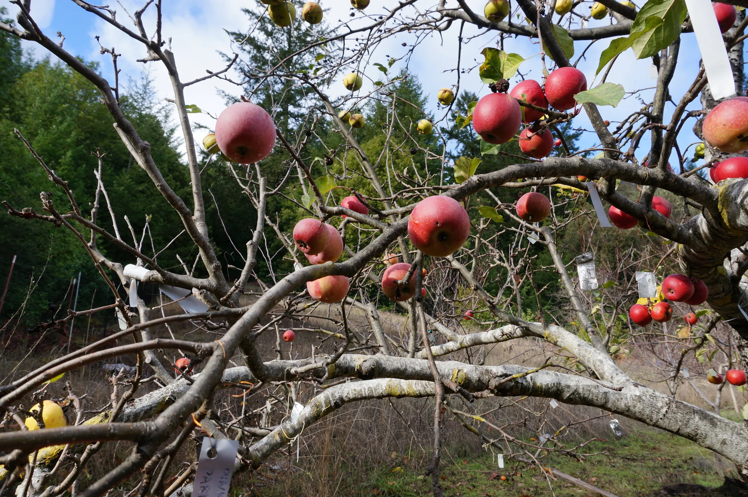 Apples hanging on Frankentree at christmas. A video still pulled from the videos below.