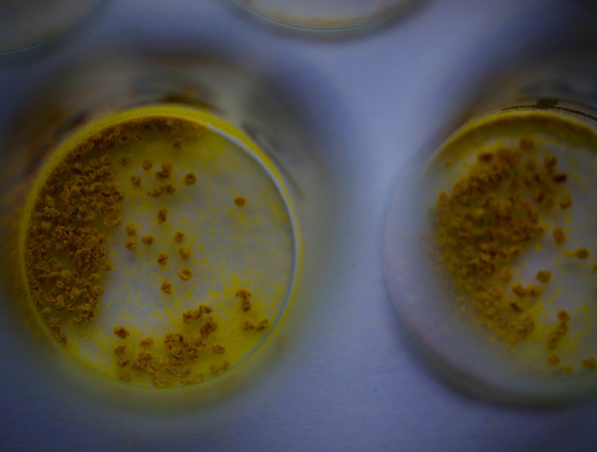 Anthers, dried to release their cargo of pollen, ready to do the deed.