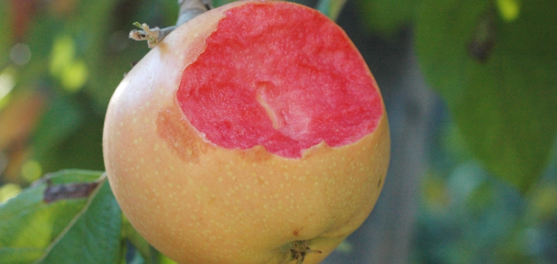 adamovo reete apple varicoza