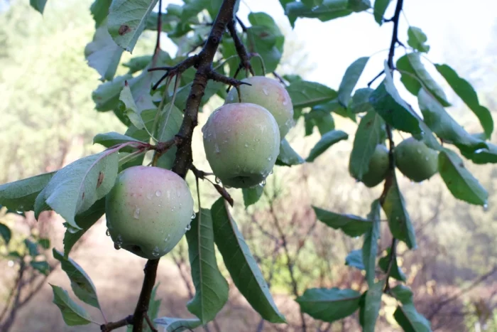 Pomo Sanel looking a little bit green on November 14th here in Northern California