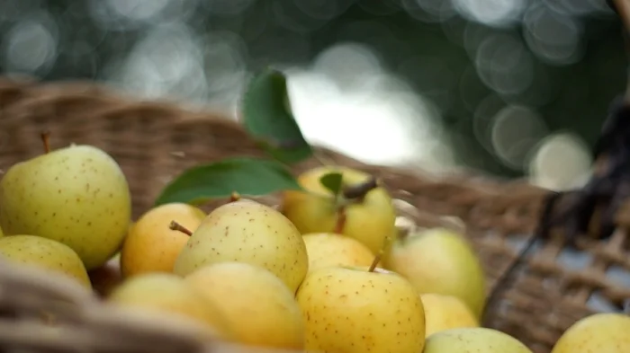 gold rush apple 11.jpg