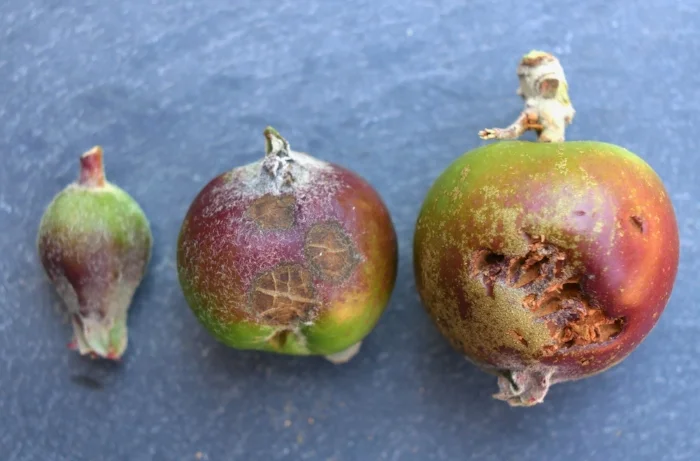 Very small fruitlets are more difficult to assess. As they grow larger, scab, asymmetry and any other defects become more obvious. When still very small, the unfertilized fruitlets and other rejects will not have been cut off by the tree yet. It can take a while for them to show obvious signs of rejection, such as ceasing to grow and yellowing stems. So, at minimum, it is only reasonable to wait until rejection is obvious. When a little larger (center), defects like scab, lopsidedness and other damage are easier to spot when thinning fruits at a high pace. The apple on the right has already suffered bird damage on June 8th. Leaving a little extra fruit can absorb some of this later damage from birds, insects, hail, diseases or whatever menaces you have around your part of the world. A piece of information saying that thinning early favors fruit size of remaining fruit is useful to have, but it is wise to ask "in what context is that information useful".