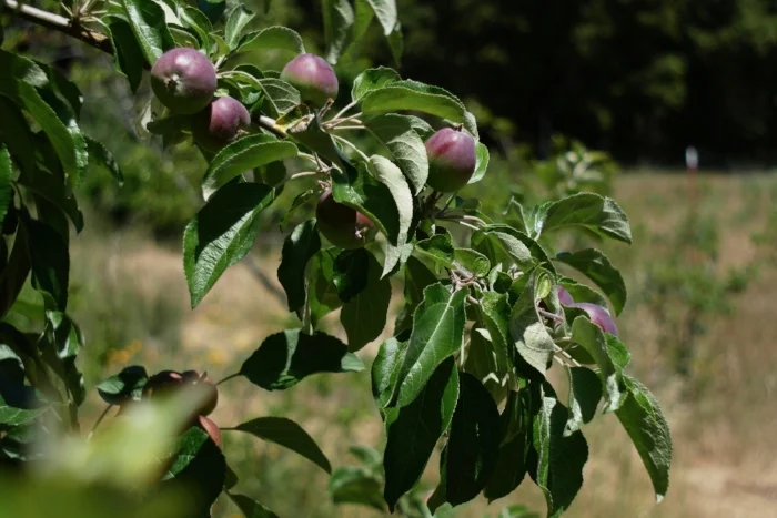 These apples are too crowded. William's Pride is a quite large variety and the combined weight of these at maturity could break this small branch. I thinned some more off today, but not to an "ideal" number. These are well past recommended thinning size, but the apples were already pre-thinned once and a late second thinning can give time for damage and depredation to occur as well as for physiological problems to show up. Thinning apples adequately and early may result in increased size of the remaining fruit, but size is not usually very important to home growers. It certainly isn't to me. Birds ravage this variety every year, and bird damage will start any time now. Leaving some extra fruit will ultimately mean that I eat more apples. In that context I don't care how big they are. Last year I probably ate one or two mangled partial apples off this tree. The rest were bird, raccoon and possum food.