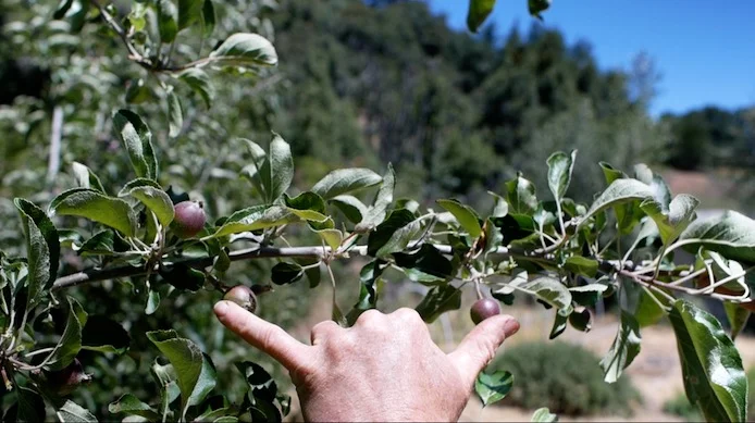 The hang loose rule of thumb (and forefinger :) is an okay reference point. Good when there are a lot of apples widely distributed on the tree.
