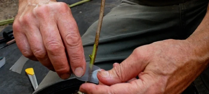 Chip budding with Mark Albert