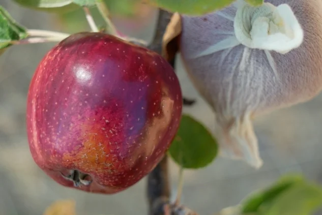 Even though the fruits are covered with foot sox for protection, they are still a gorgeous deep red color. Uncovered spots that get more light are even darker in color. The conic shape is reminiscent of wickson, but it averages quite a bit larger.