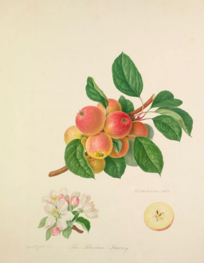 THE SIBERIAN HARVEY. Check out the RHS collection of apple watercolors here! https://www.rhs.org.uk/education-learning/libraries-at-rhs/collections/library-online/heritage-apples/hookers-paintings