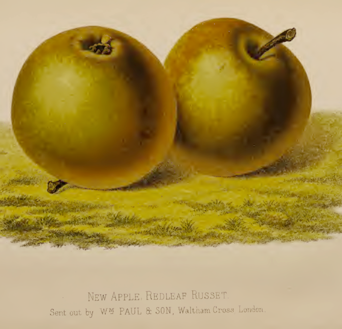 REDLEAF RUSSET, POSSIBLE OFFSPRING OF GOLDEN HARVEY