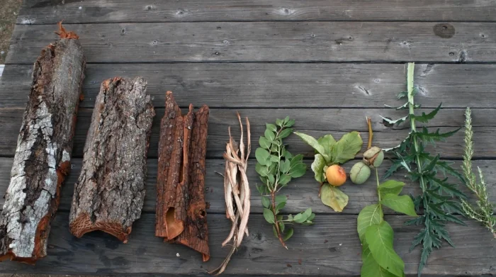 All of these tanning materials are available in my immediate surroundings, probably within 200 yards, and that is with only one of 4 species of oak represented. Left to Right, Tan Oak bark, Douglas’ Fir bark, Madrone bark, Willow bark, Manzanita leaves, Persimmon (unripe fruit and possibly leaves), English (aka Carpathian)Walnut hulls, Artichoke leaf and rosemary. Some of these are unrpoven, but no doubt all are high in tannins. That doesn’t mean they will make good leather, but they can also be blended together. Blending is very common in vegetable tanning to take advantage of the good qualities of a material, or offset their negative characteristics or deficiencies.