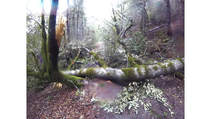 tree+in+road.jpg