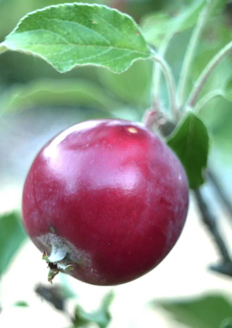 Carolina Red June