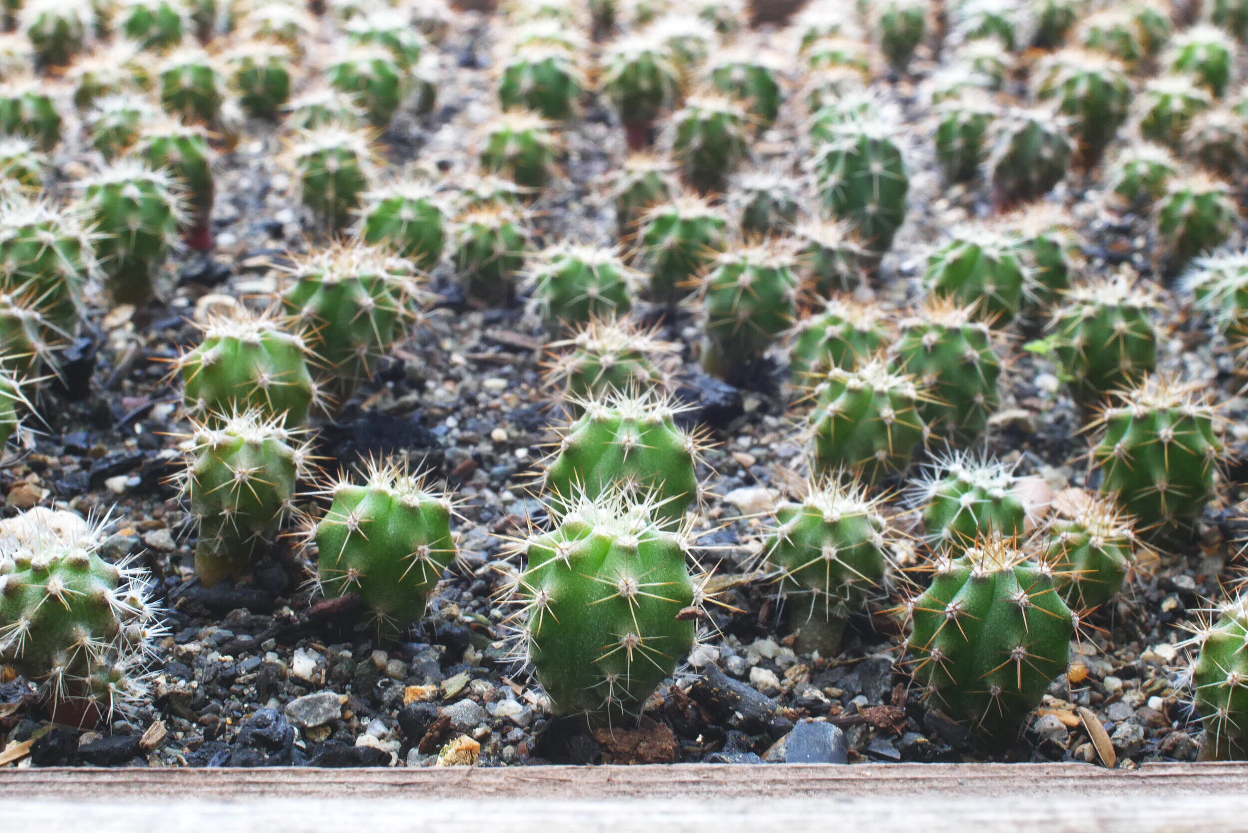 San Pedro Cactus Seedlings  SkillCult