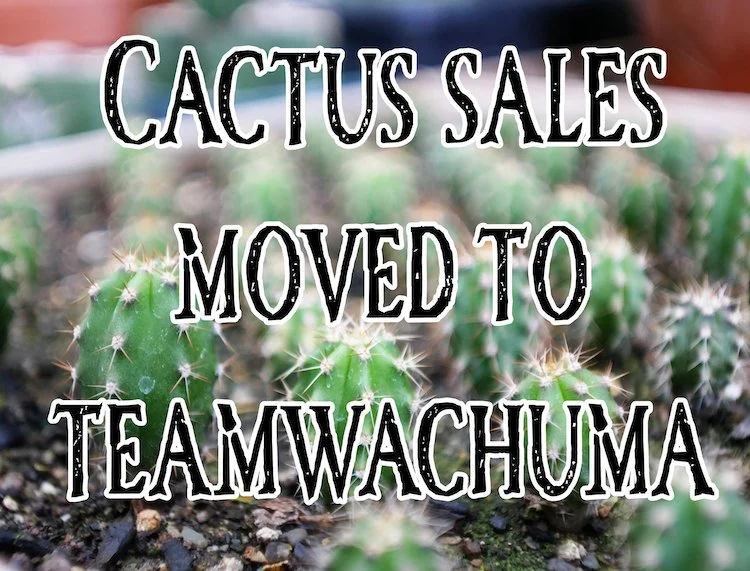 San Pedro Cactus Seedlings  SkillCult