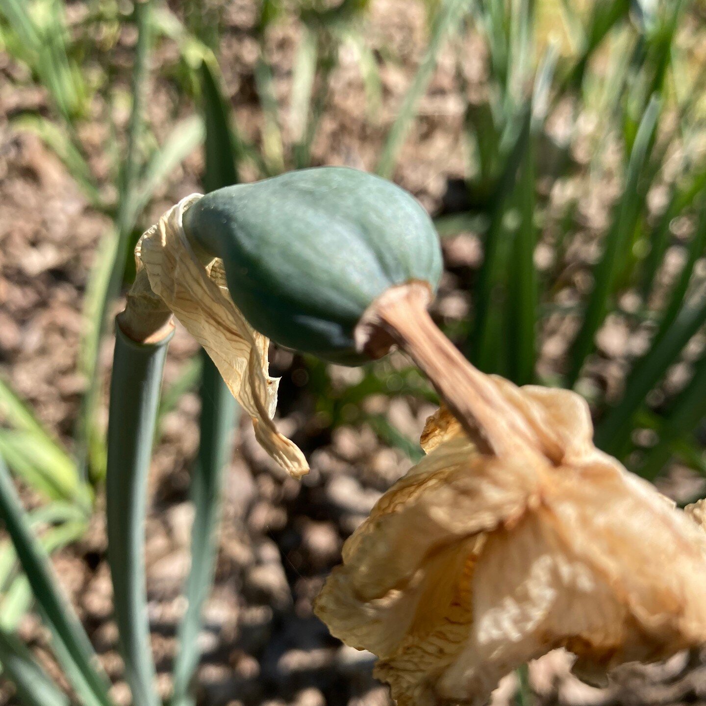 A Daffodil seedpod, steadily engaged in forming seeds. Every seed will be genetically unique and grow a plant that is a discreet individual. Like us, it may resemble it's parents, but it will not be the same. What secrets lie in that plump genetic ov