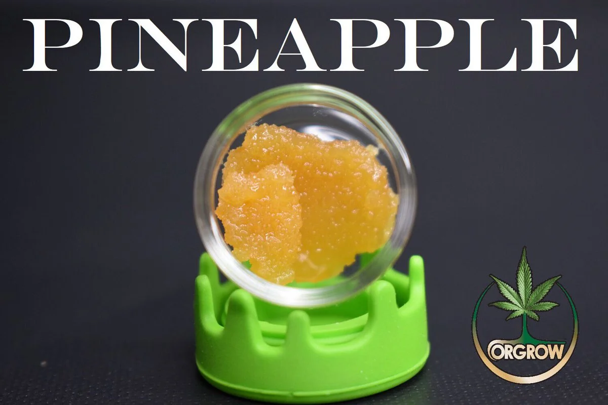 Orgrow produces a variety of concentrates utilizing EHO extraction methods. These concentrates are super smooth and flavorful with potent effects. Orgrow products are available at Destination HWY 420 Bremerton!