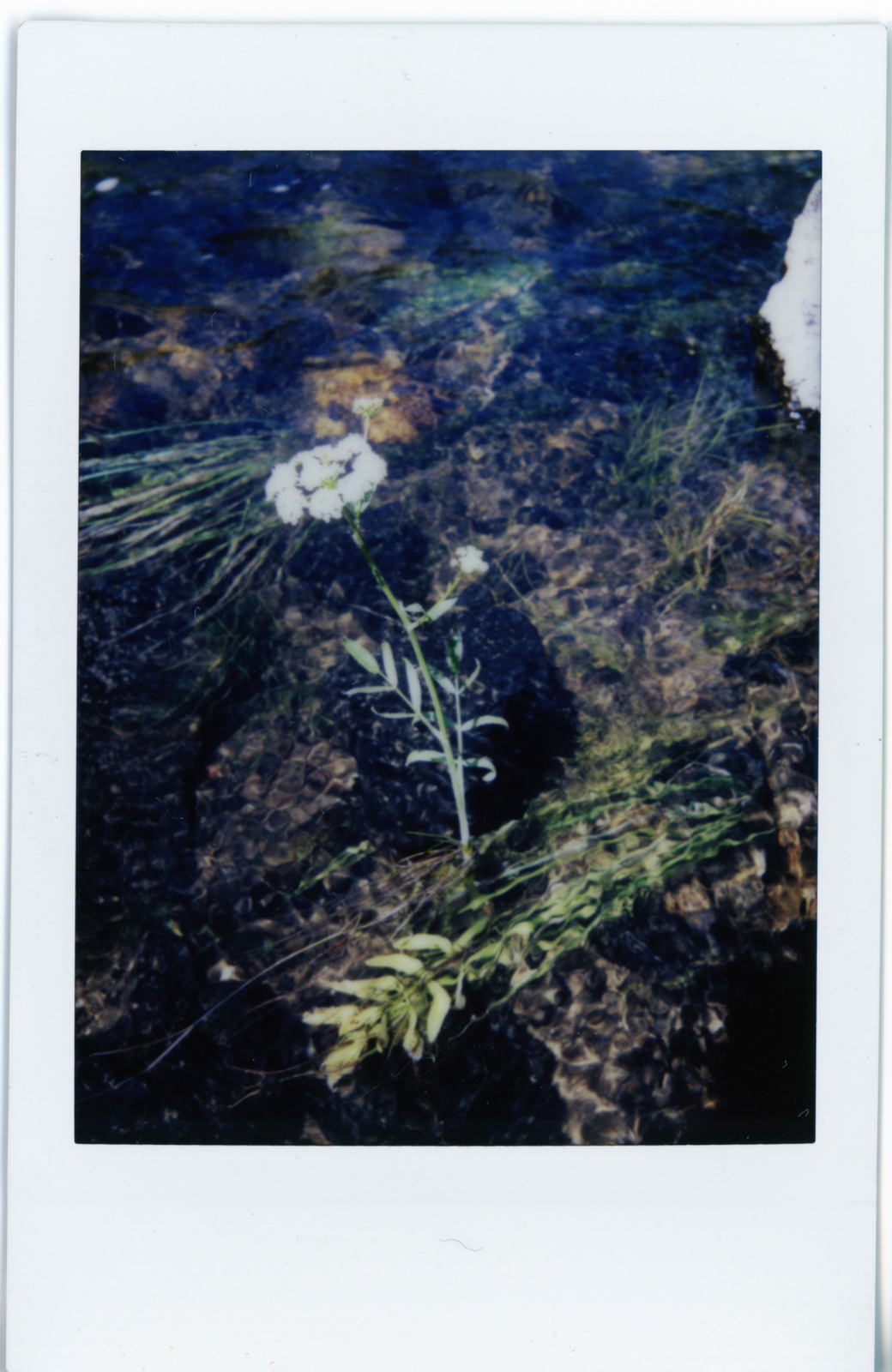 160801 Michigan Polaroid Web 004.jpg