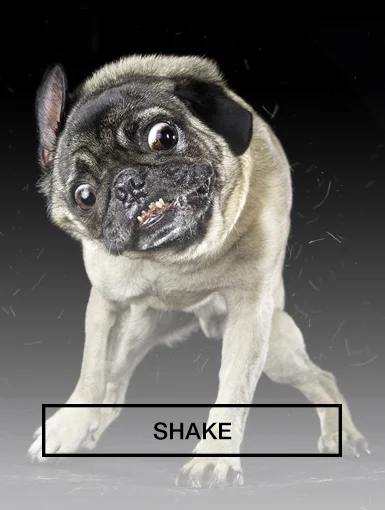 shake.jpg