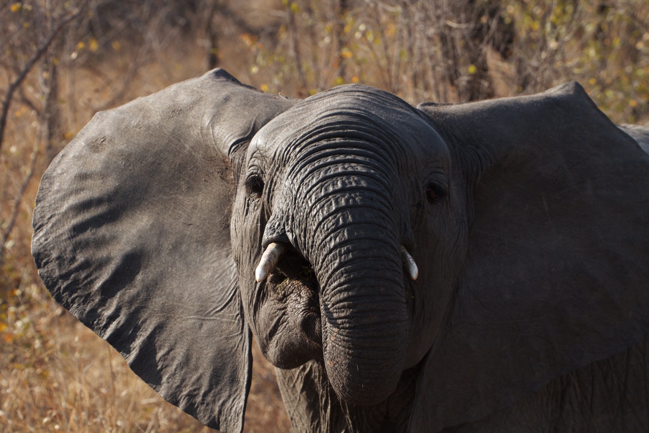 Baby Elephant
