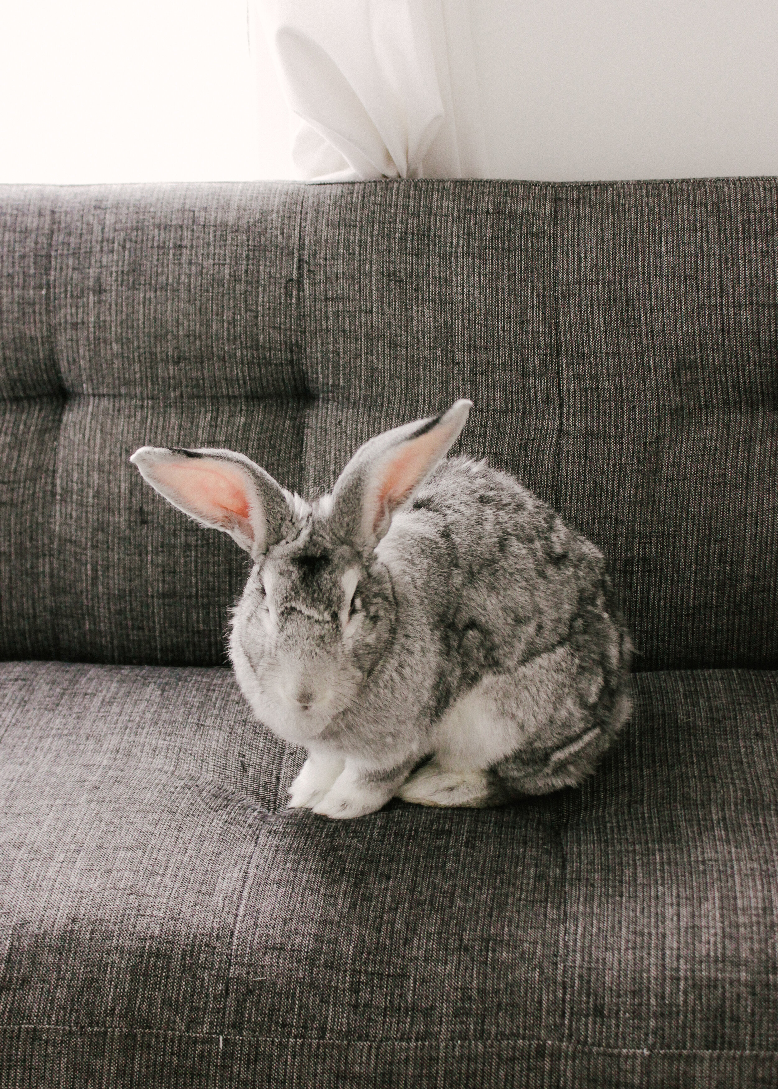 What It S Like Having A House Rabbit Esther Clark Co,Cheap Home Decor Stores South Africa