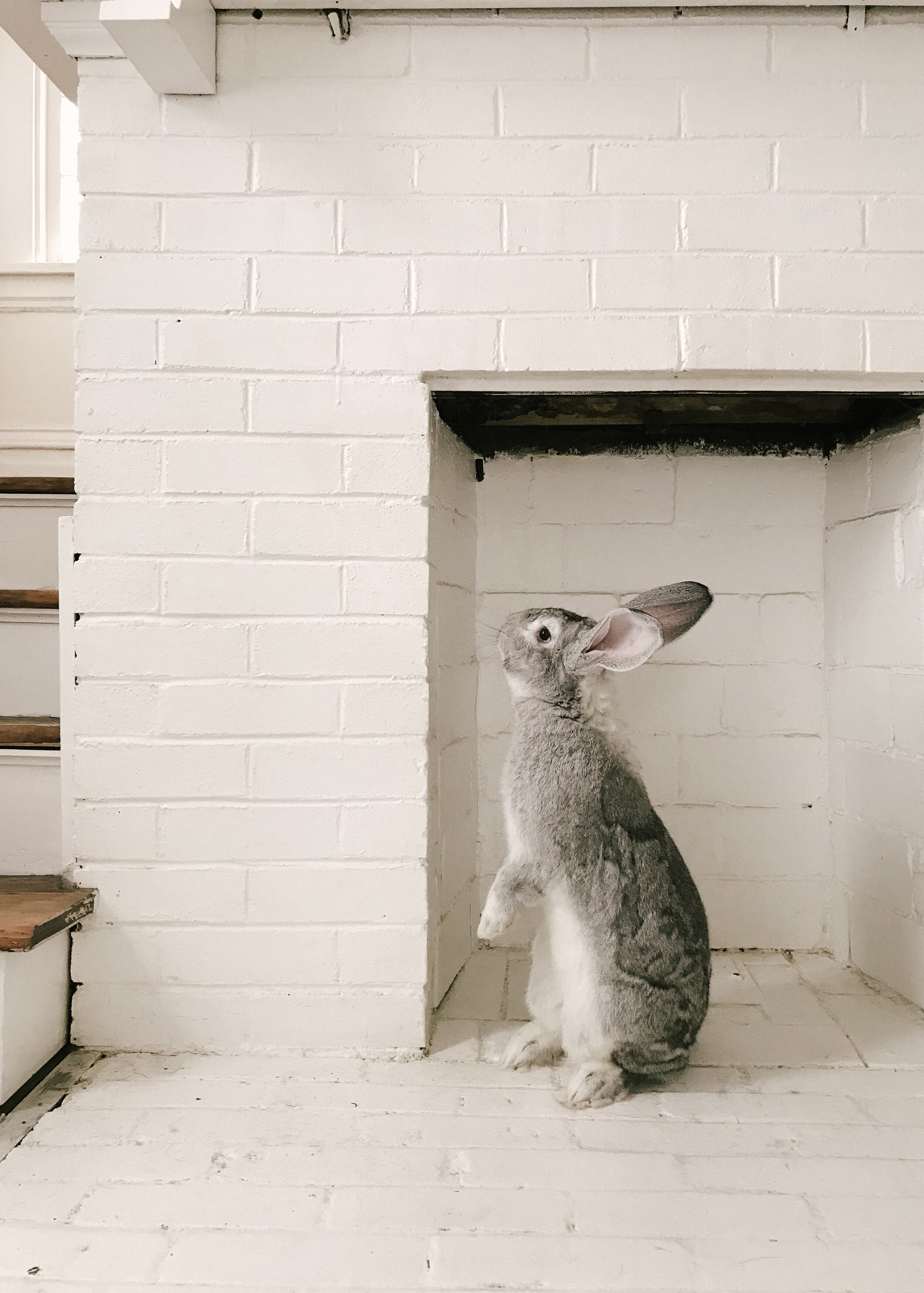 What It S Like Having A House Rabbit Esther Clark Co,Cheap Home Decor Stores South Africa