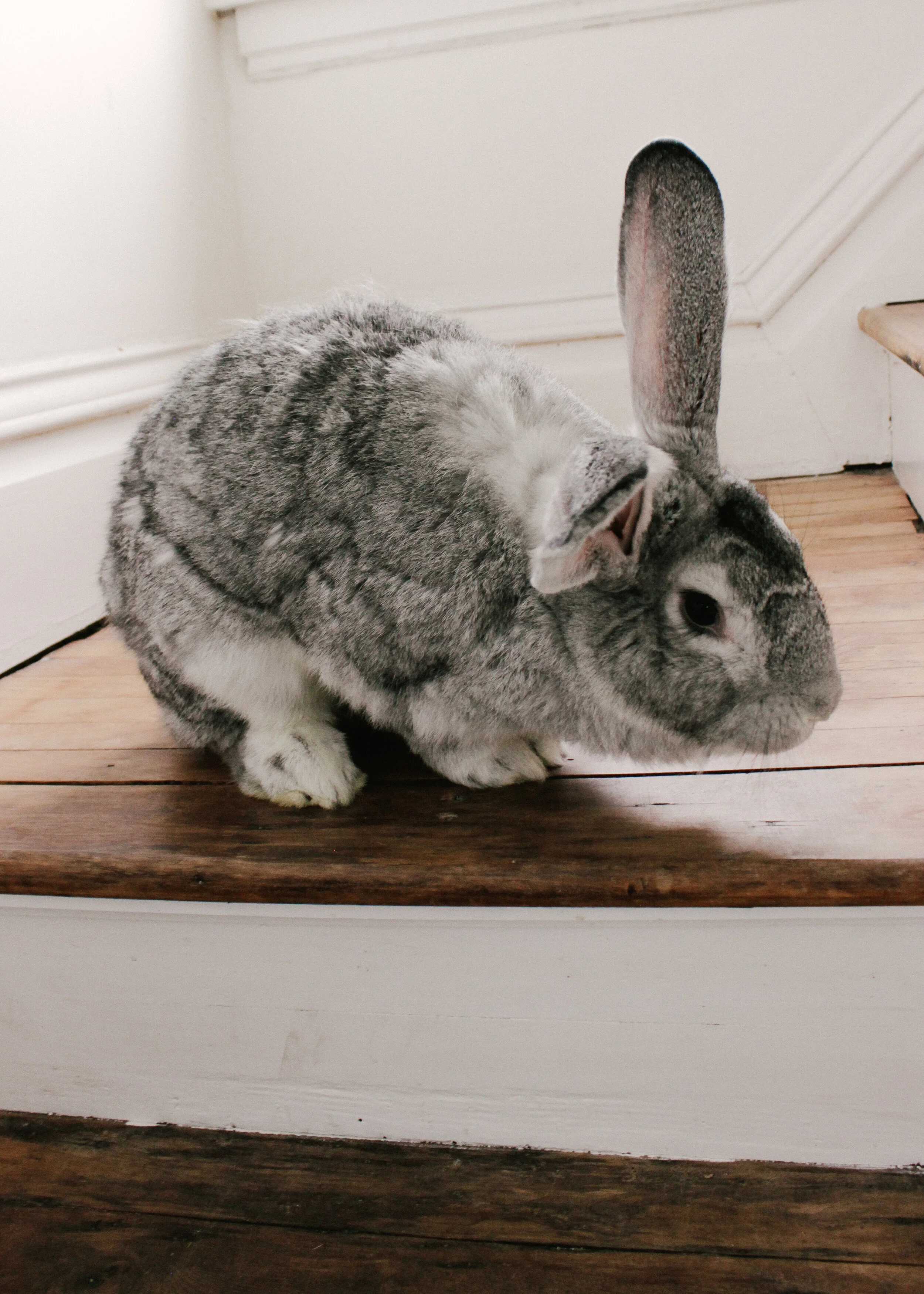 quiet rabbit water bottle