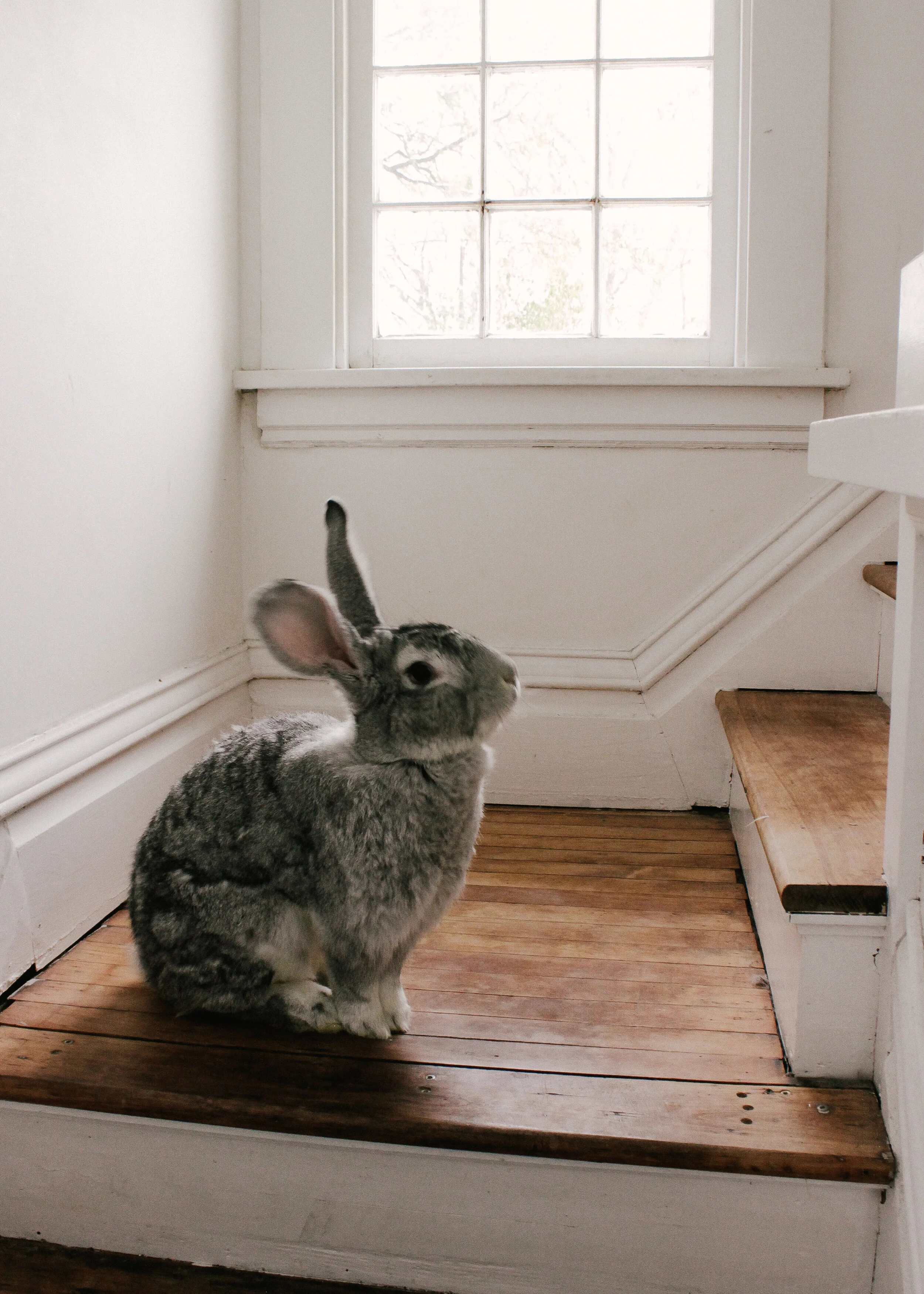 quiet rabbit water bottle