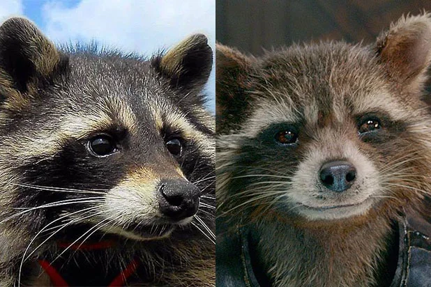 22 RACCOON.jpg