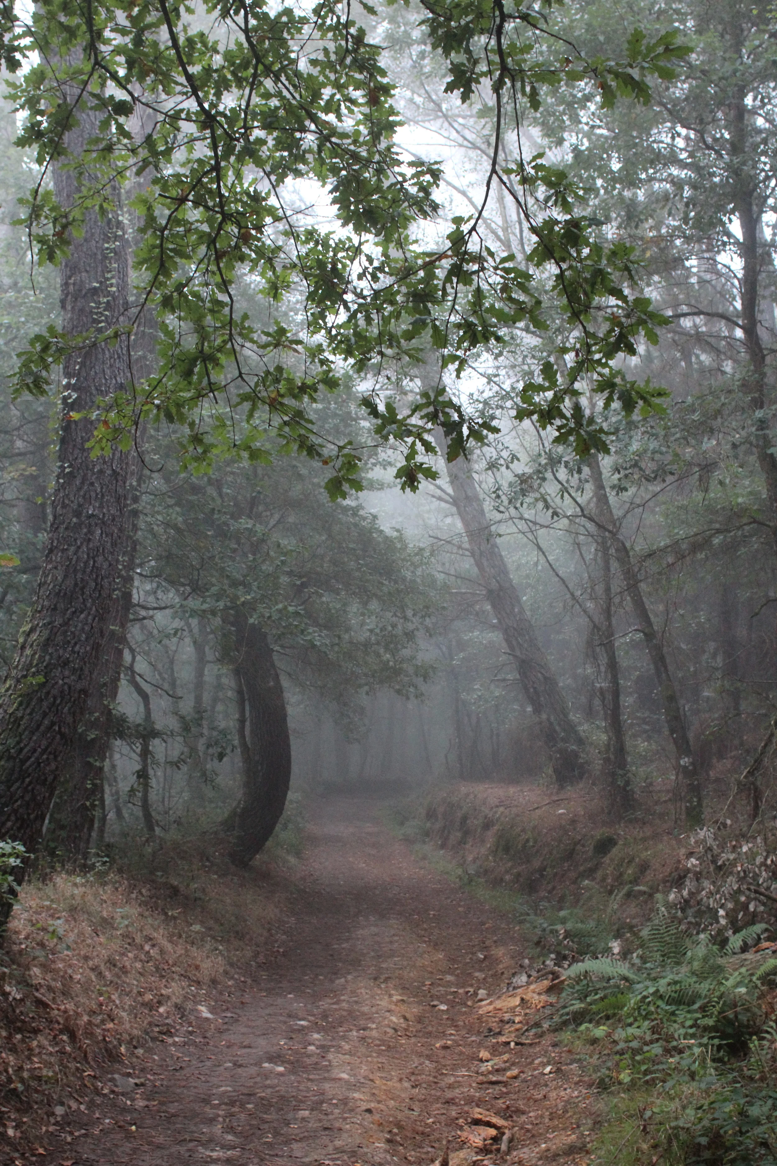Camino de Santiago de Compostela