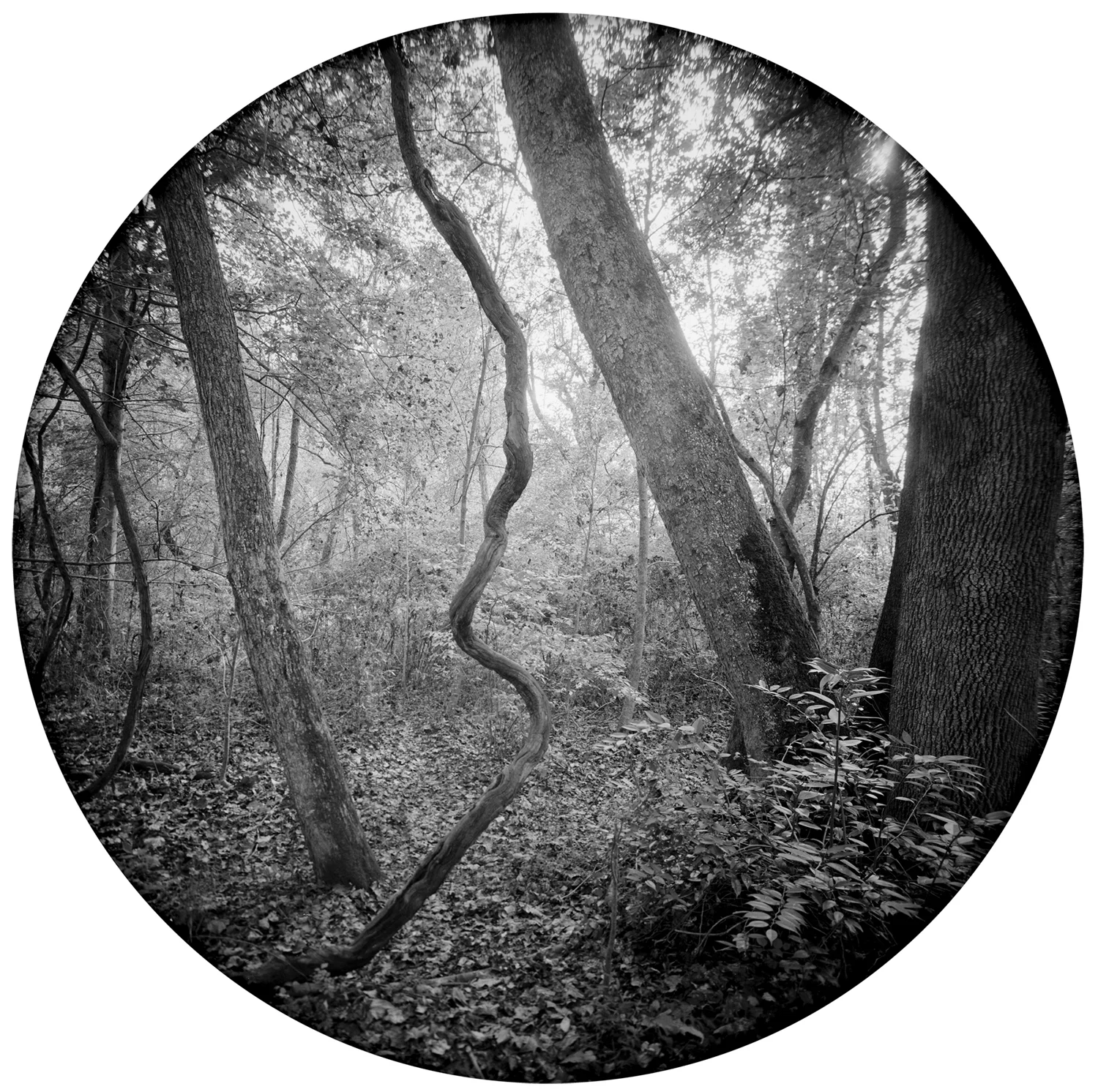 Enveloping Landscape #1