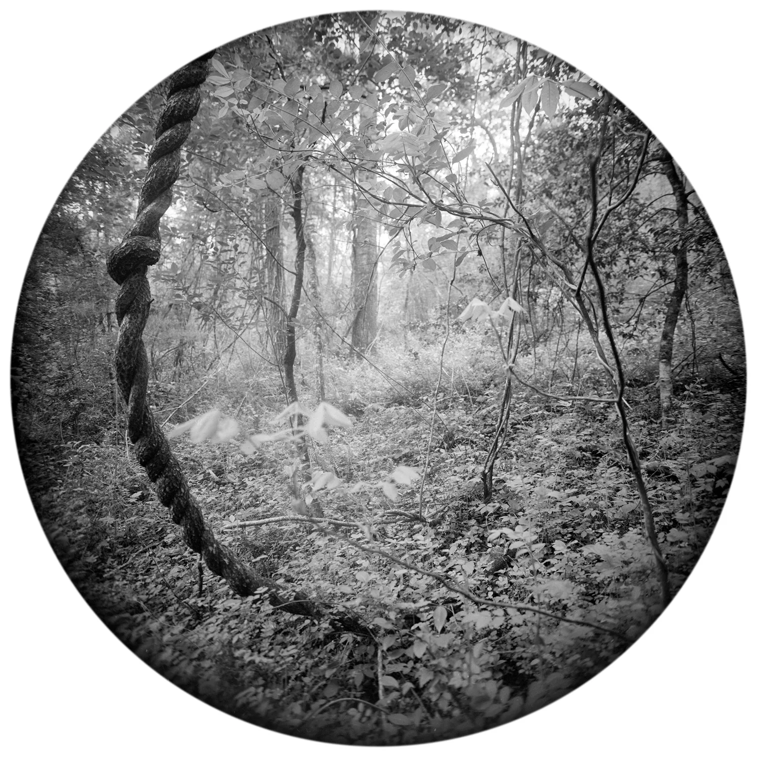 Enveloping Landscape #6