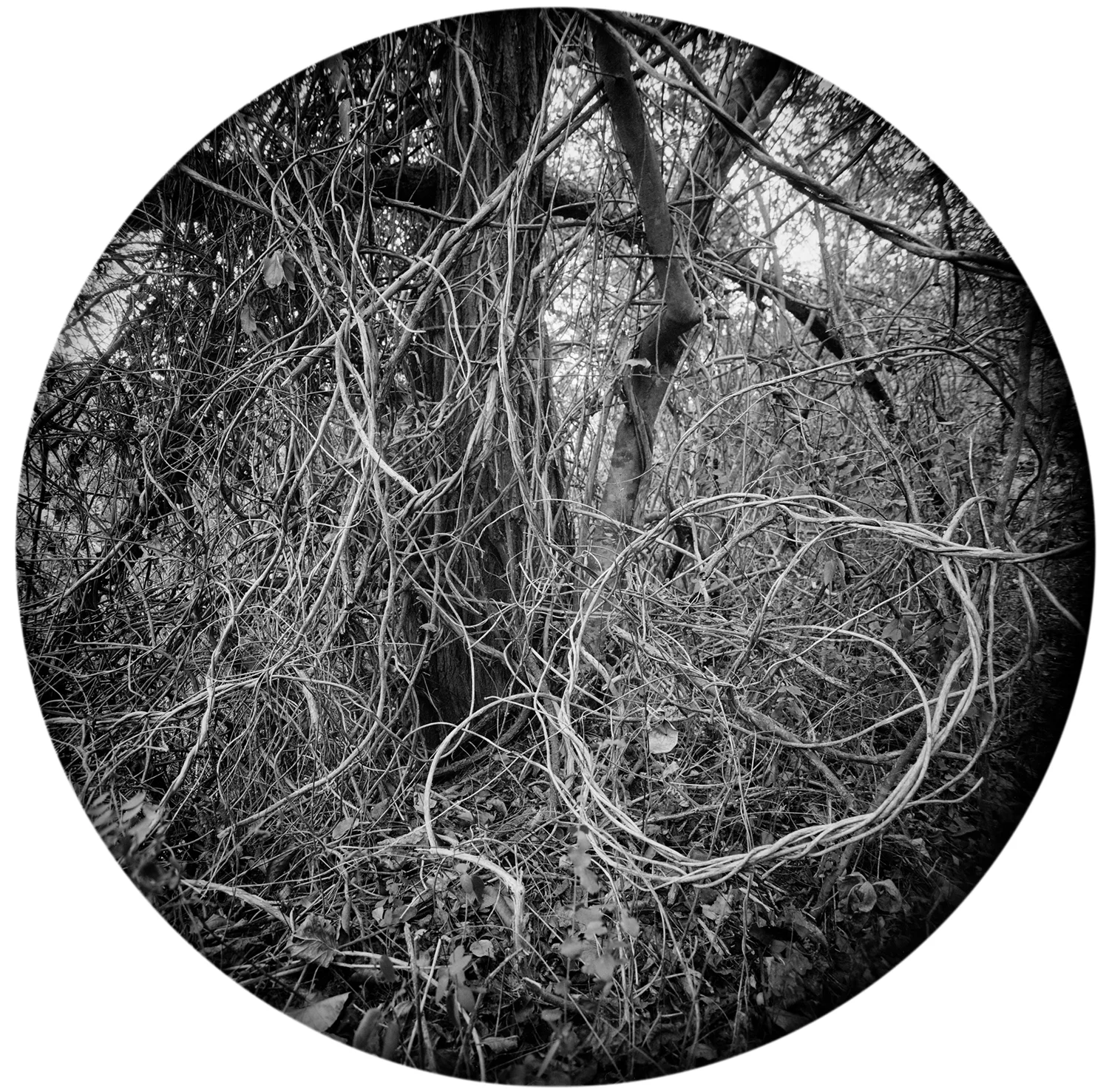 Enveloping Landscape #10