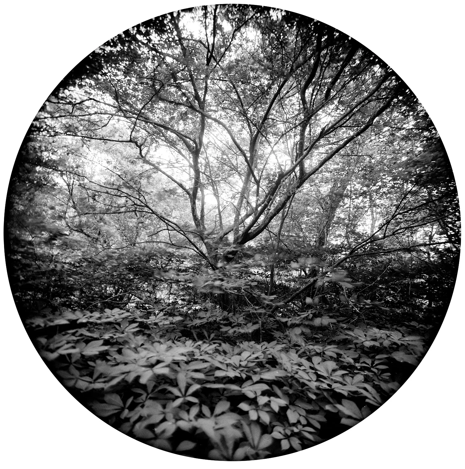 Enveloping Landscape #11