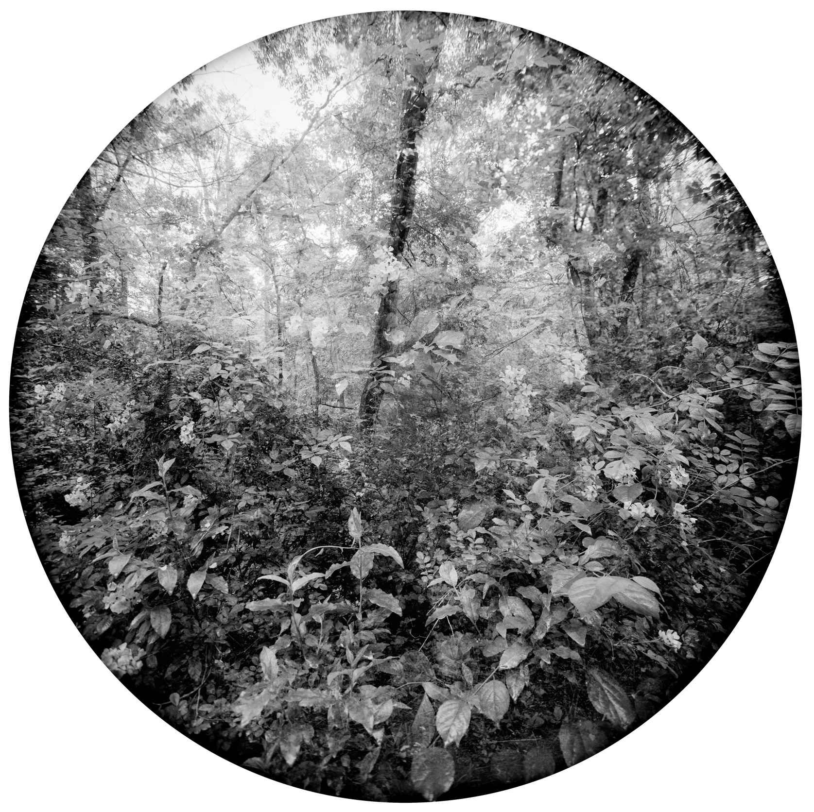 Enveloping Landscape #12
