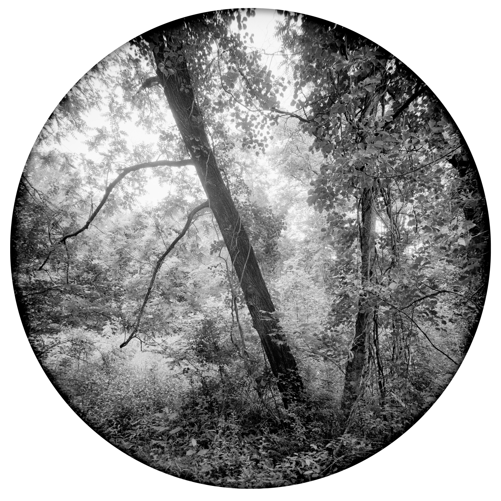 Enveloping Landscape #15