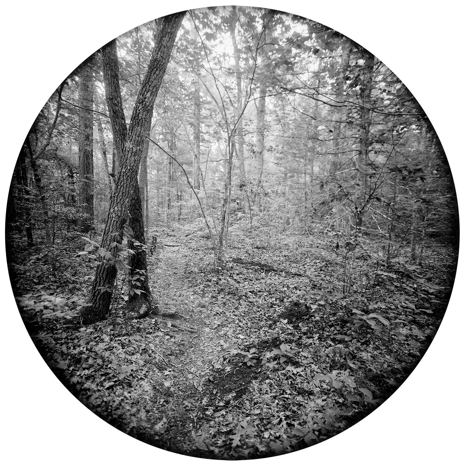 Enveloping Landscape #17