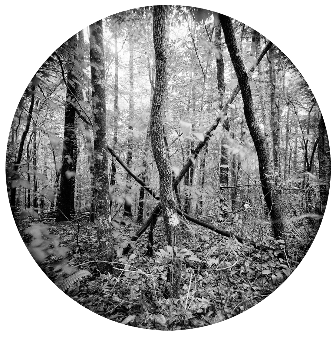 Circles-2015-#11-Neg-3-wp-9.jpg