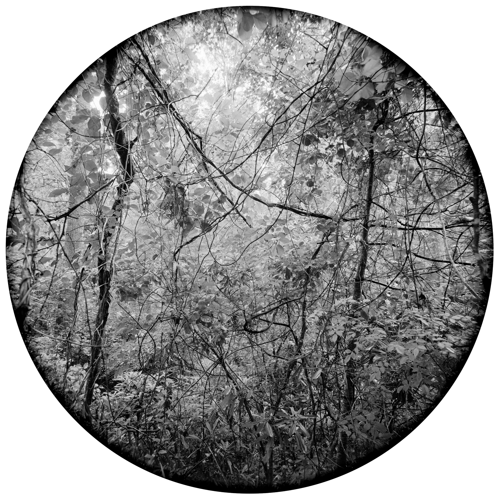 Circles-2015-#18-Neg-2-wp-9-inch.jpg