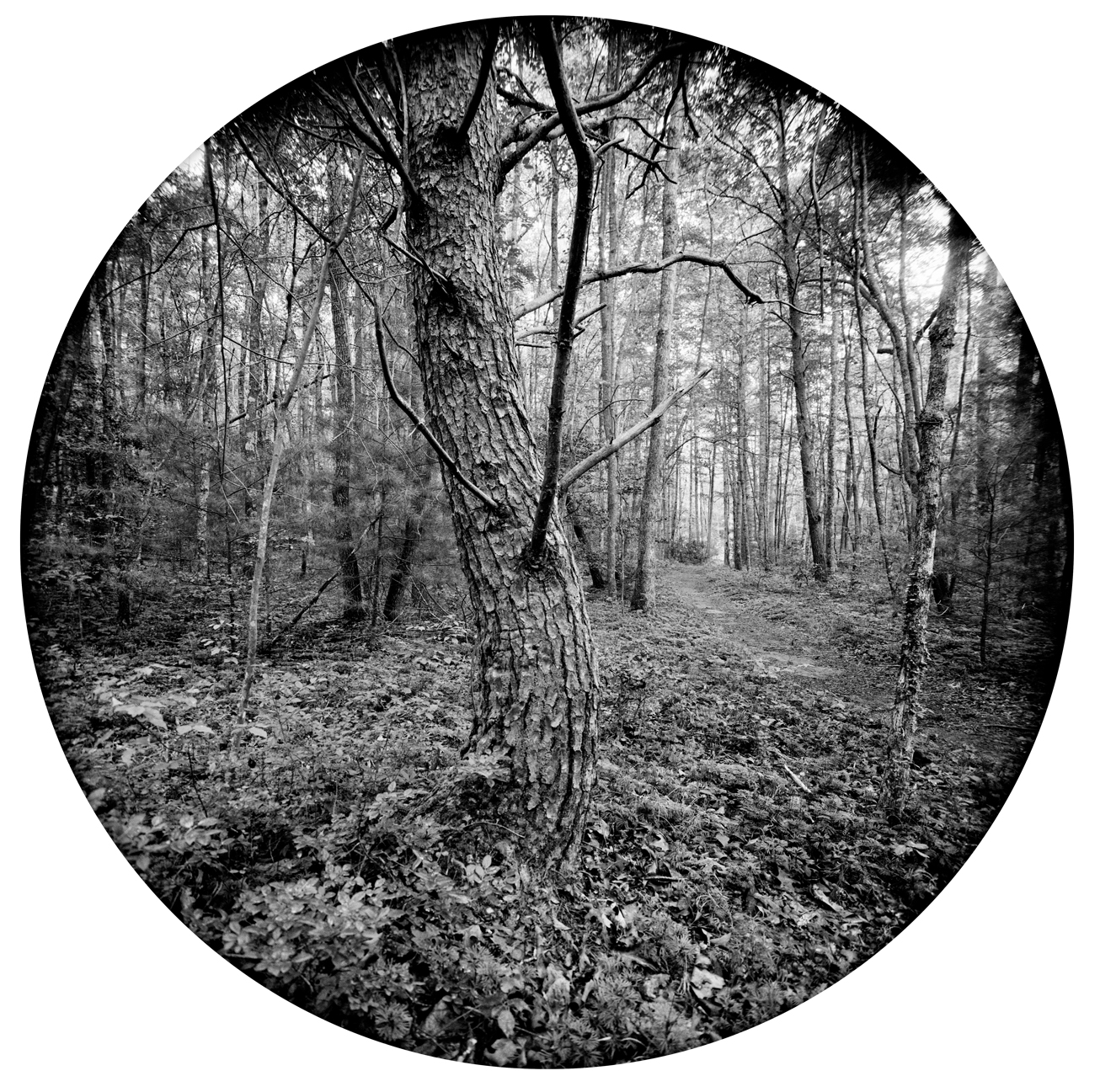 Circles-2015-#28-Neg-2-wp.jpg