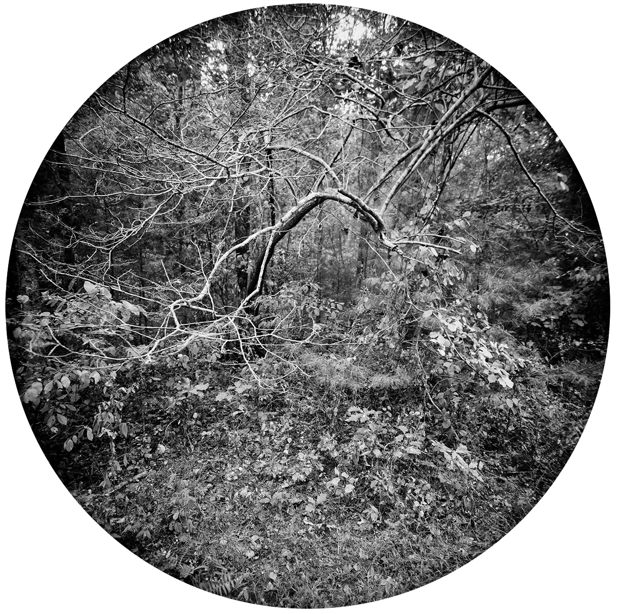 Circles-2015-#34-Neg-2-wp-9inch.jpg