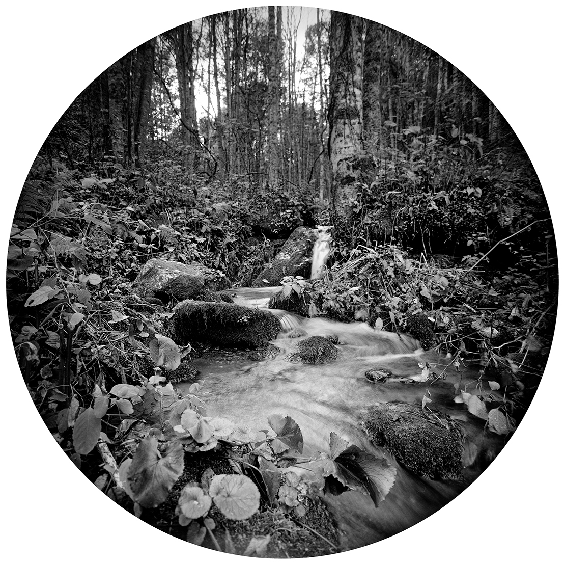 Circles-2015-#41-Neg-2-wp2-proof.jpg