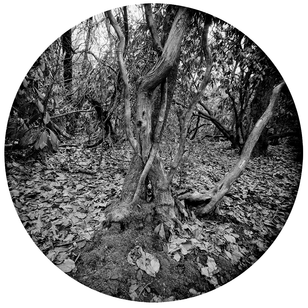 Circles-2016-#01-Neg-3-proof.jpg