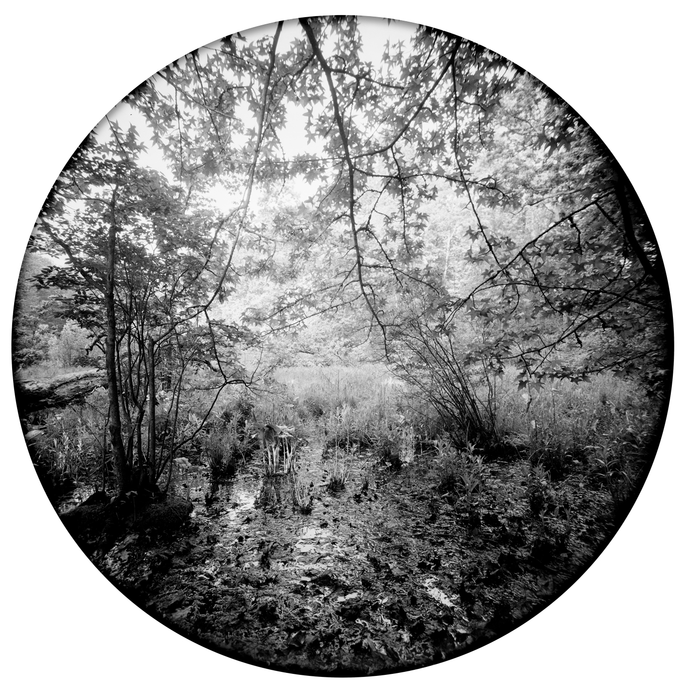 Circles-2016-#16-Neg-2-wp.jpg